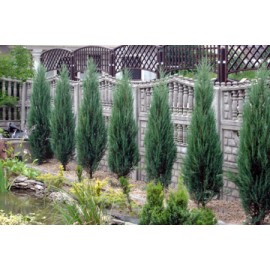 Можжевельник скайрокет